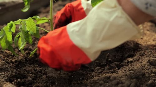 Women's Hands Plant Pepper Seedlings in a Greenhouse and Trample the Ground