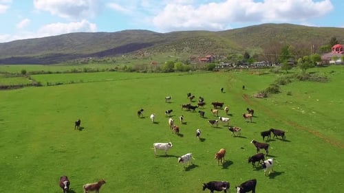 Aerial view of cows herding and running on green field. 50FPS