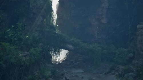 A Dense Forest with Vibrant Green Foliage and Towering Trees Mountain Path