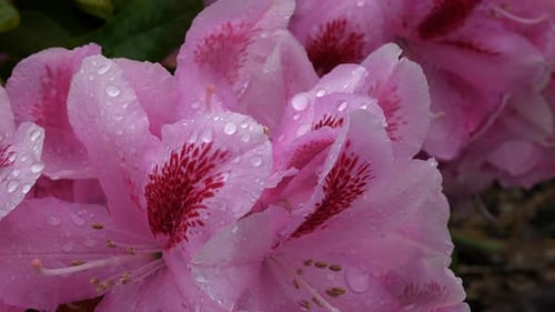 Slow pan around bright pink and magenta blossoming flowers with water droplets settled on petals in