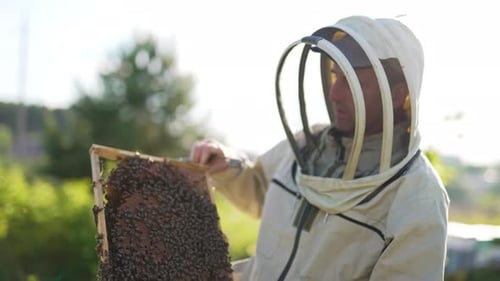 Apiarist wearing protective suit and hat looks at frame totally covered with bees.