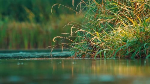 Insekten fliegen nahe der ruhigen Flusswasseroberfläche