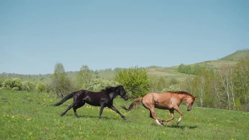 Purebred Dark and Buckskin Horses Run and Play on Field