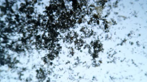 Abstract Microscopic Organic Particles Fluid Background