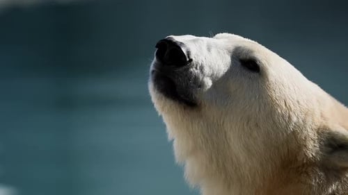 Beautiful Portrait Footage of Female Polar Bear and Her Polar Bear Cub in Nature Landscape Near Cold