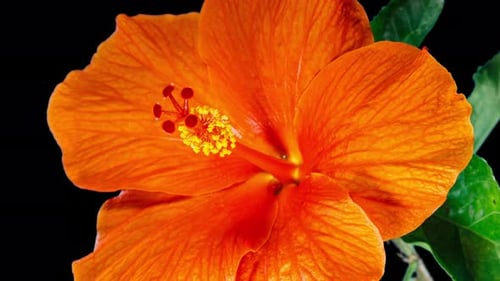 Orange Hibiscus Open Big Flower in Time Lapse. Blooming Neon Red Plant on a Black Background. Bloom