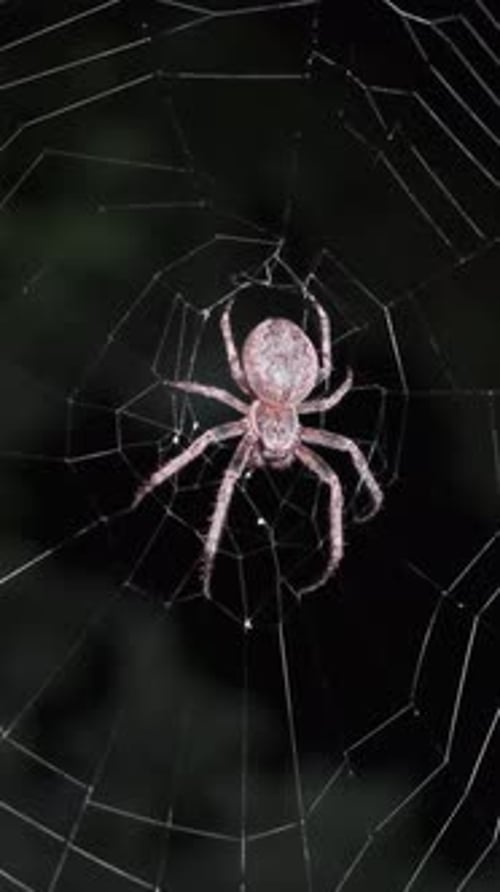 Spider on Web in the Dark