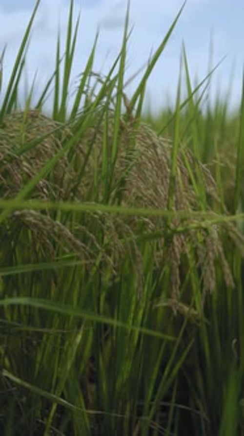Slow-motion shot of rice plants during harvest