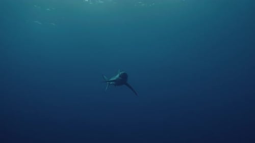 Blue Shark swimming over the diver and getting close in slow motion