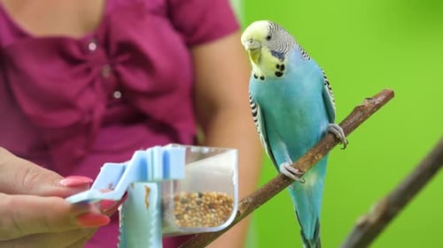 99 1People take care of and play with budgies of the "Czech" breed.