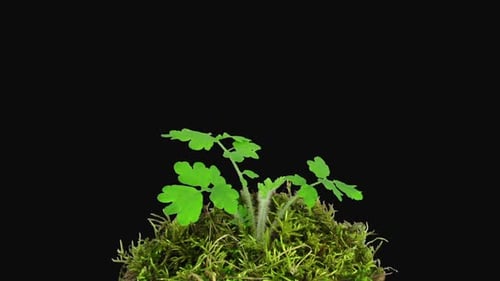Time-lapse of a Euphorbia plant growing on a moss lawn