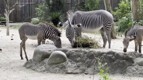 Small dazzle of herbivore grevy's zebra, equus grevyi feeding on hays and grass at an enclosed sanct