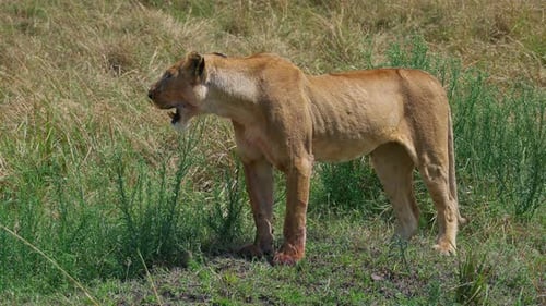 Wild Lioness in African Savanna