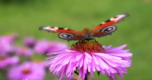 Peacock butterfly on pink chrysanthemum. Summer macro shooting.