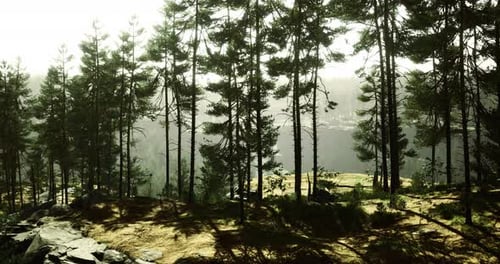 Natural Forest Landscape with Tall Trees and Bright Sunlight in the Background