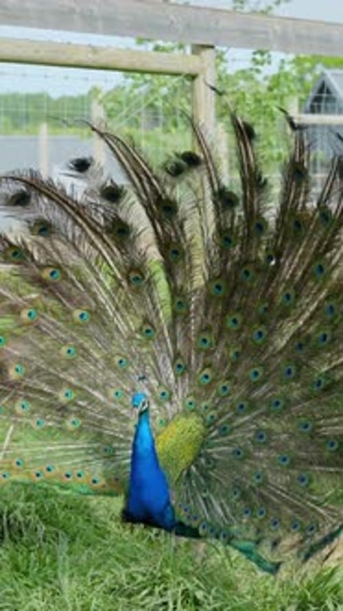 Un magnifique paon indien mâle (Pavo Cristatus) montre son plumage de queue flamboyant