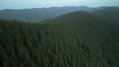 Flying Over Green Forest at Cloudy Day with the Mountains on Horizon with Glowing Clouds Carpathian