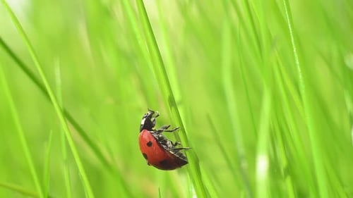 Ladybug Crawling on Blade of Green Grass