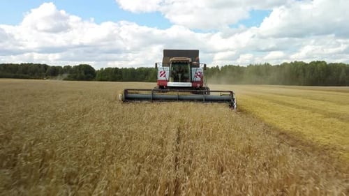 Aerial View a Harvester Machine to Harvest Wheat Field Working