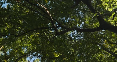 Circular View From Foliar Forest Summer Sunny Day Beautiful Landscape Green Colors Summer Deciduous