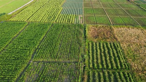 Vue aérienne des champs et des parcelles agricoles. Paysage agricole