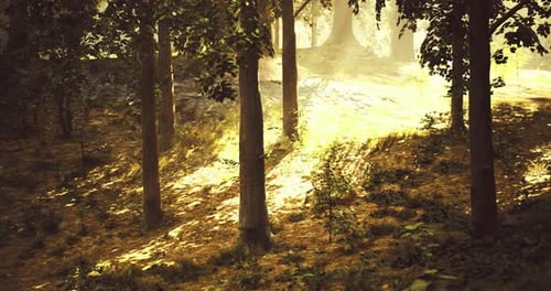 Sunlight Filtering Through Trees in a Tranquil Forest During Early Morning