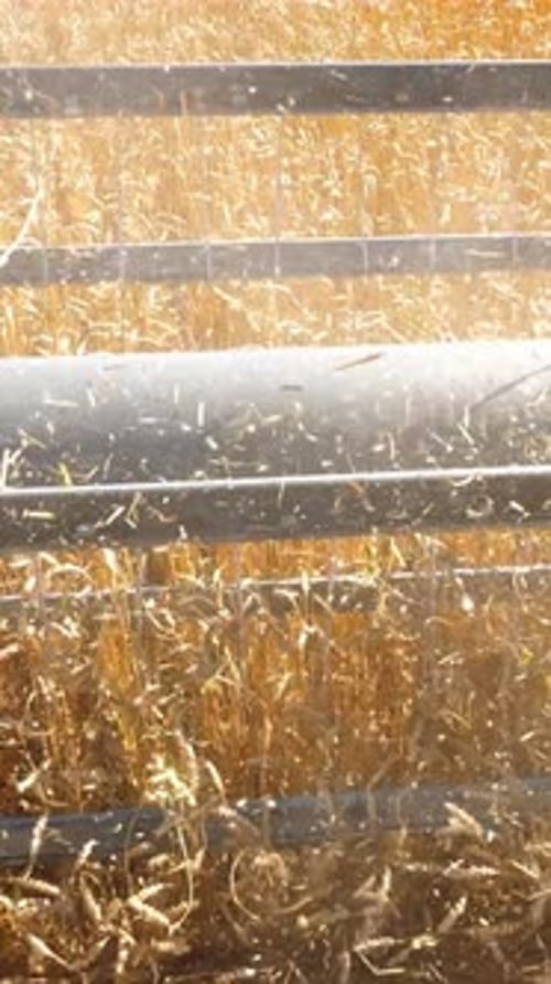Agricultural Machinery Harvesting Golden Wheat in a Sunlit Field with Vibrant Textures and Colors