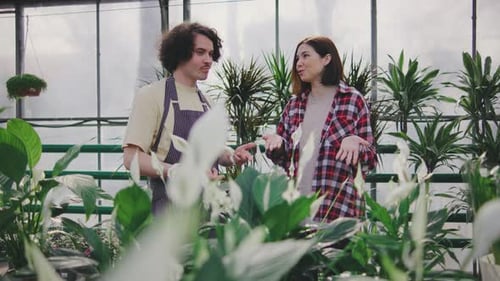 A Male Sales Consultant Gives Advice to the Buyer on Caring for Spathiphyllum A Male Plant Botanist