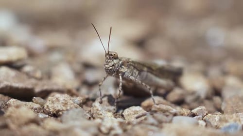 Extreme Close Up of Grasshopper on Gravel