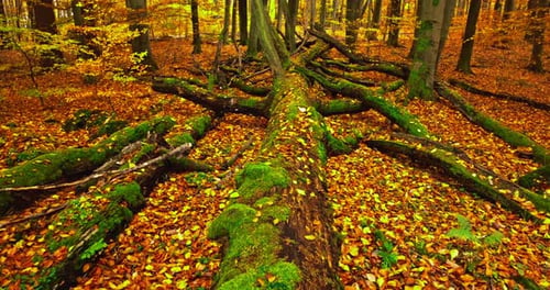 Vue de l'intérieur de la vieille forêt en automne. La faune en Pologne.