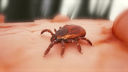 Mite Tick Bug on Skin Fur Hair Bg