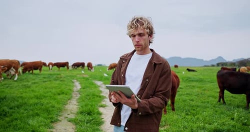 Thinking, cows and man with tablet, agriculture and nature with sustainability