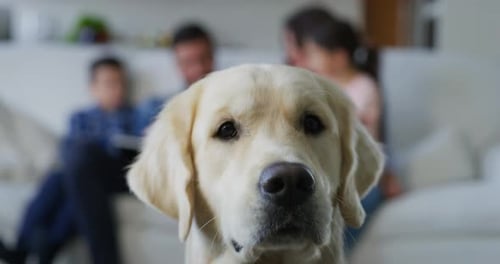 Golden Retriever with Family Relaxing on Couch