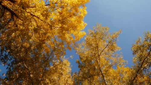 Yellow Autumn Leaves against a Bright Blue Sky
