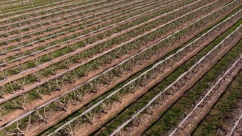 Blossoming trees form patterns in orchard from aerial view