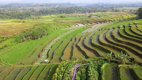 Bird eye drone shot of green agricultural rice field - Rural landscape of Indonesia, Asia