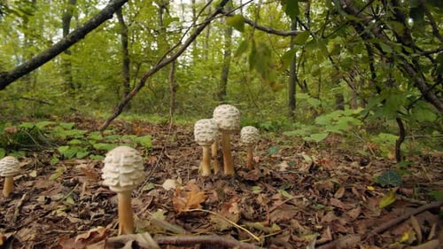 White Mushrooms Grow in Forest among Brown Leaves