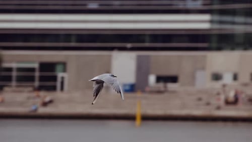 Seagull Flying Over Sea Surface and Against Buildings of the City Port