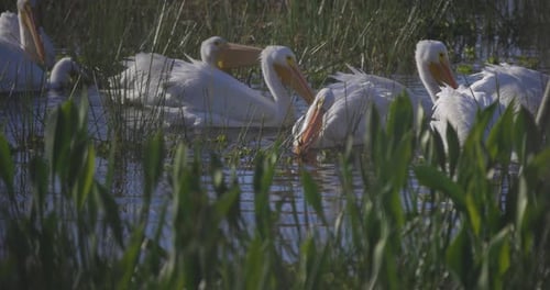 Great White Pelicans swimming in shallow wetland foliage