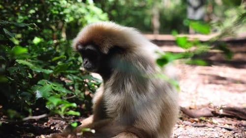 Closeup of Beautiful Monkey Sitting on Ground in Forest and Looking Around