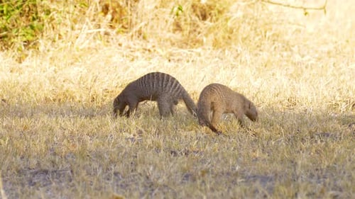 Búsqueda de mangostas anilladas, África