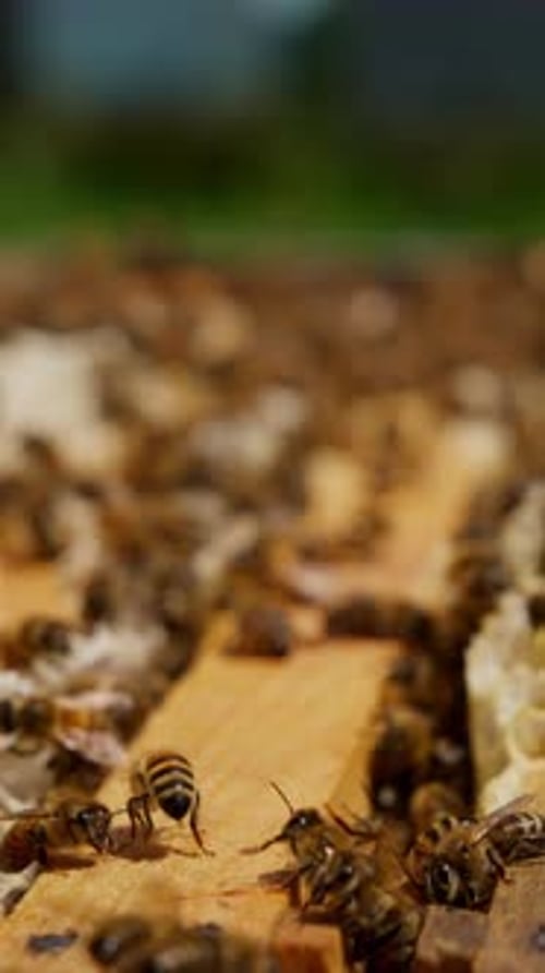 Tiny working bees swarming over the wooden frames. Honey insects crawl back and forth producing wax