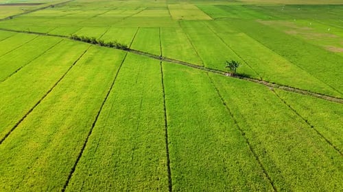 Drone view of local green rice field with small river