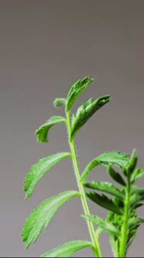 2K - Vertical Growing Plant Chickpeas