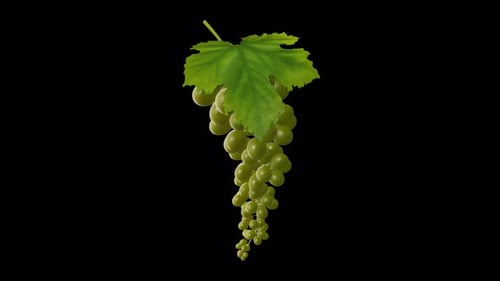 Growing Green Grape Berries - Time Lapse - I - Close Up - Alpha Channel