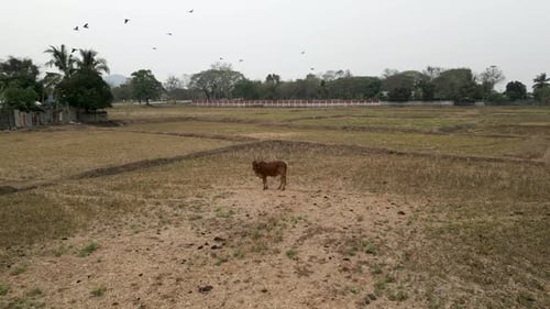 View From Above of a Lone Cow in a Field with Birds Flying Overhead
