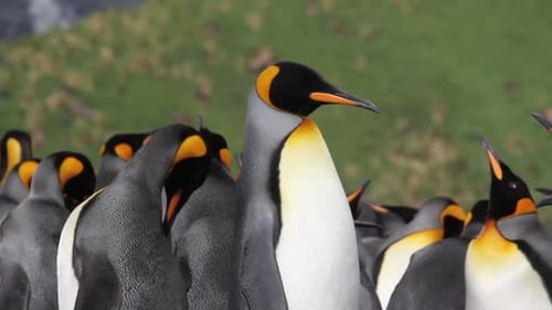 KIng penguins Colony