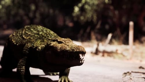 Crocodile marchant sur un sentier dans un habitat naturel pendant la journée