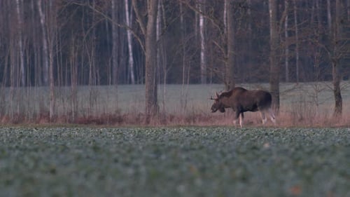A flock of moose elk feeding on rapeseed field in evening dusk