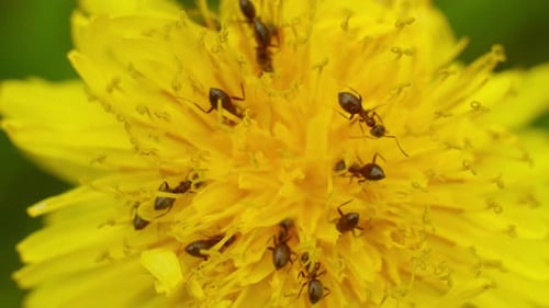 Ants Crawling on Bright Yellow Dandelion Flower Close-up